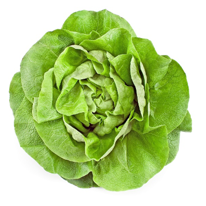 Obrazek Sałata szklarniowa sztuka