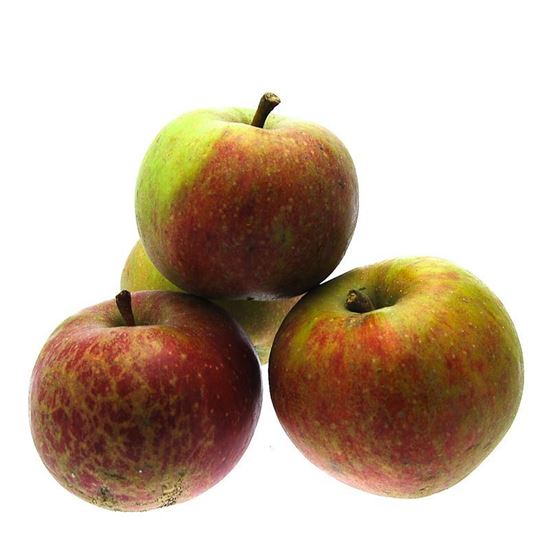 Obrazek Jabłka szara reneta luz