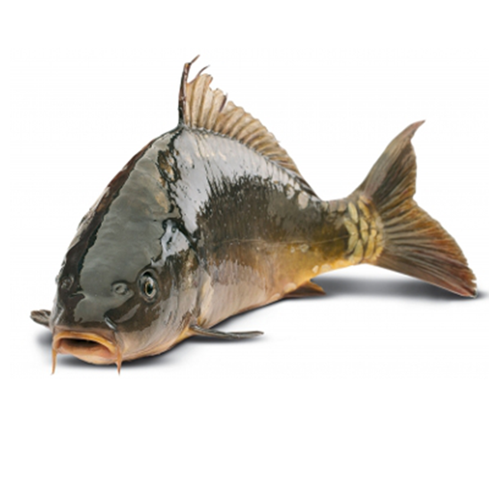 Obrazek Karp świeży patroszony luz